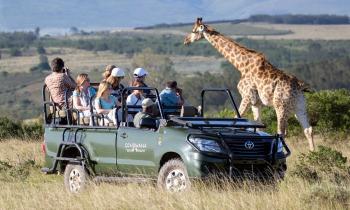 Puzzle 10055 - SAFARI AFRIQUE