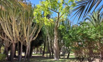 Puzzle 14715 - Palmeraie Elche