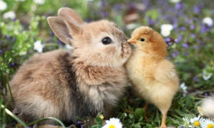 Puzzle Bisou de poussin