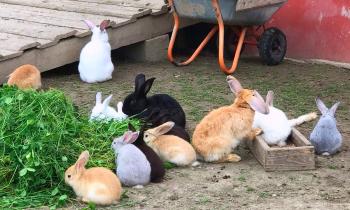 Puzzle 9973 - bon appétit les lapins