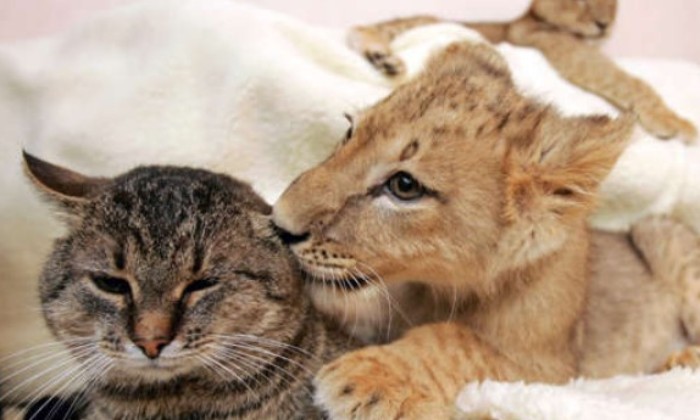 Puzzle Toilette de lionceau