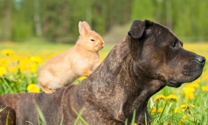 Puzzle Confort et sécurité - Animaux - Absolu Puzzle
