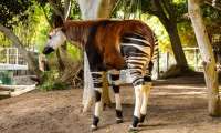 Puzzle Curieux okapi