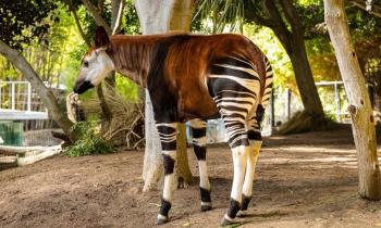 Puzzle 14067 - Curieux okapi