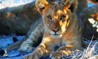 Puzzle Lionceau