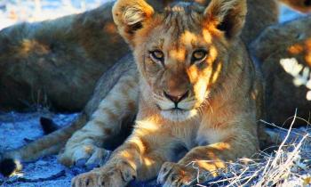 Puzzle 13155 - Lionceau