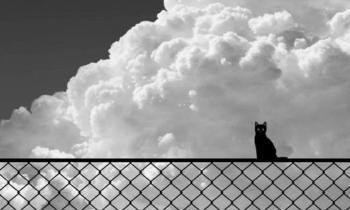 Puzzle 10106 - Chat dans les nuages