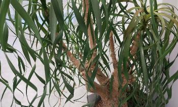 Puzzle 11213 - Plante