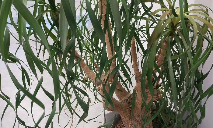 Puzzle Plante