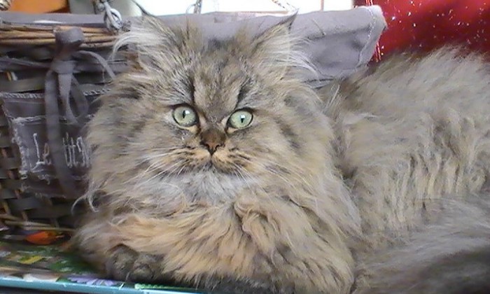 Puzzle ma princesse "Jolly"