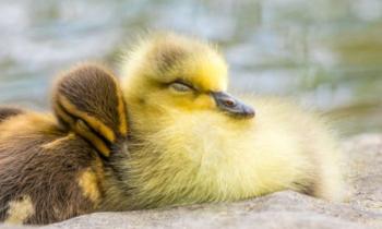 Puzzle 10526 - Bonne nuit les poussins