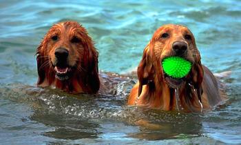 Puzzle 10368 - Ils aiment beaucoup l'eau