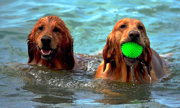 Puzzle Ils aiment beaucoup l'eau