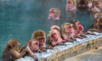 Puzzle 11310 - Bain chaud entre amis