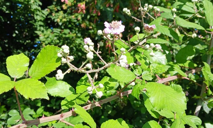 Puzzle ronce en fleurs