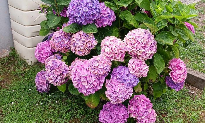 Puzzle massif d'hortensias - Paysages & Fleurs - Absolu Puzzle