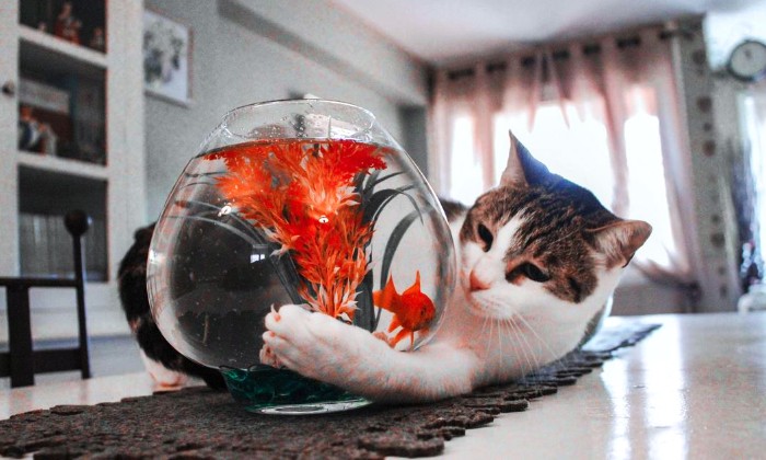 Puzzle c'est mon copain