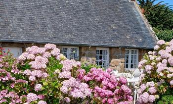 Puzzle 10443 - maison bretonne et hortensias