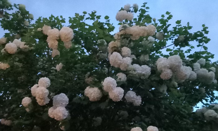 Puzzle Boule de neige