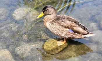 Puzzle 10119 - Canard
