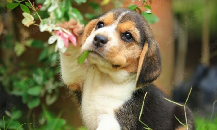 Puzzle Adorable Beagle