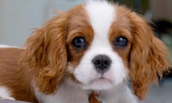 Puzzle 10492 - Cavalier King Charles Spaniel