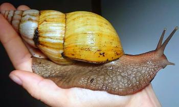 Puzzle 11293 - énorme escargot
