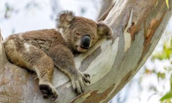 15152 | Ne pas déranger - Alors qu'il travaillait avec des koalas dans une réserve naturelle en Australie, un anthropologue a fait une étrange découverte : ses koalas avaient tous des empreintes digitales complexes. Il découvrira par la suite que ces empreintes ressemblaient à celles des êtres humains.