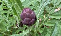 Puzzle DE mon jardin