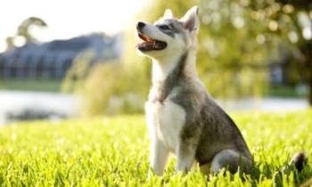 Puzzle 10636 - Alaskan Klee Kai