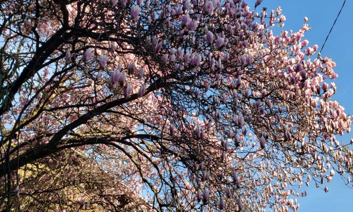 Cliquez pour agrandir la photo Puzzle Magnolia en fleurs - Paysages & Fleurs - Absolu Puzzle