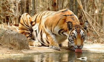 Puzzle 10268 - Un tigre se désaltère