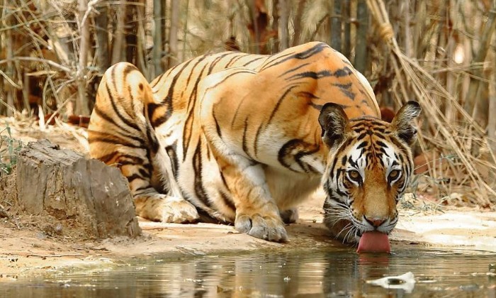 Puzzle Un tigre se désaltère