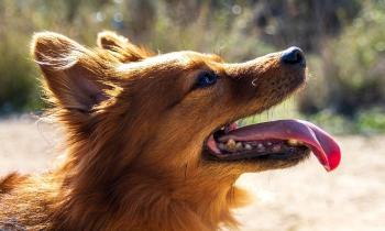 Puzzle 10312 - Chien qui tire la langue