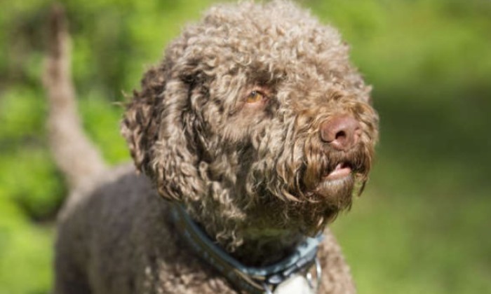 Puzzle Chien d'eau Romagnol