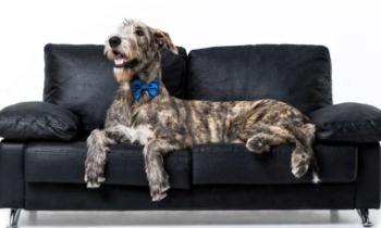Puzzle 10542 - Irish Wolfhound