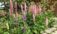 Puzzle jardin de lupins