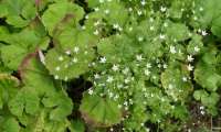 Puzzle des fleurs