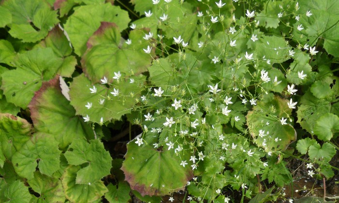Puzzle des fleurs