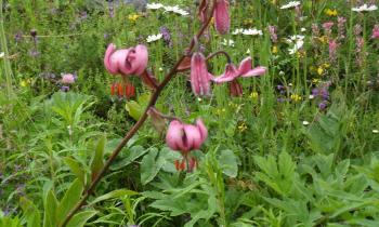 Puzzle 12140 - les fleurs de montagne