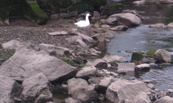 Puzzle à la pêche - Animaux - Absolu Puzzle