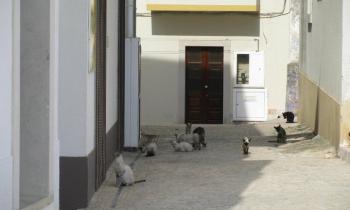 Puzzle 10730 - Ruelle de chats à Nazaré