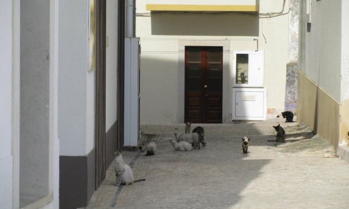 Puzzle Ruelle de chats à Nazaré