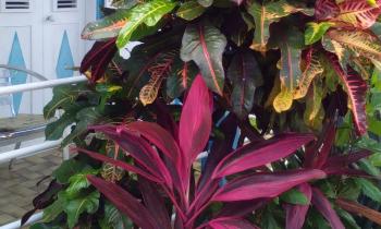 Puzzle 11332 - plantes tropicales