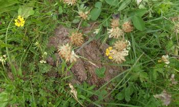 Puzzle 14155 - la nature en montagne