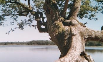 Puzzle 12762 - étang mer rouge la BRENNE
