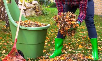 Puzzle 11056 - ramassage des feuilles