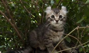 Puzzle 13227 - Chat Americancurl