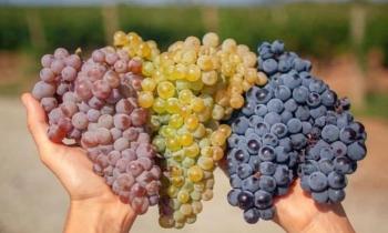 Puzzle 10765 - Vendanges