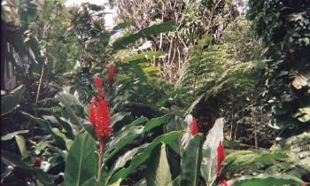 Puzzle 14158 - les SAINTES